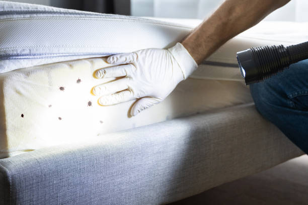 Best Affordable Pest Control Services  in Oak Grove, KY